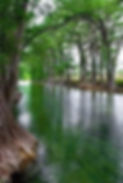 Roots River and Trees reflecting on stream