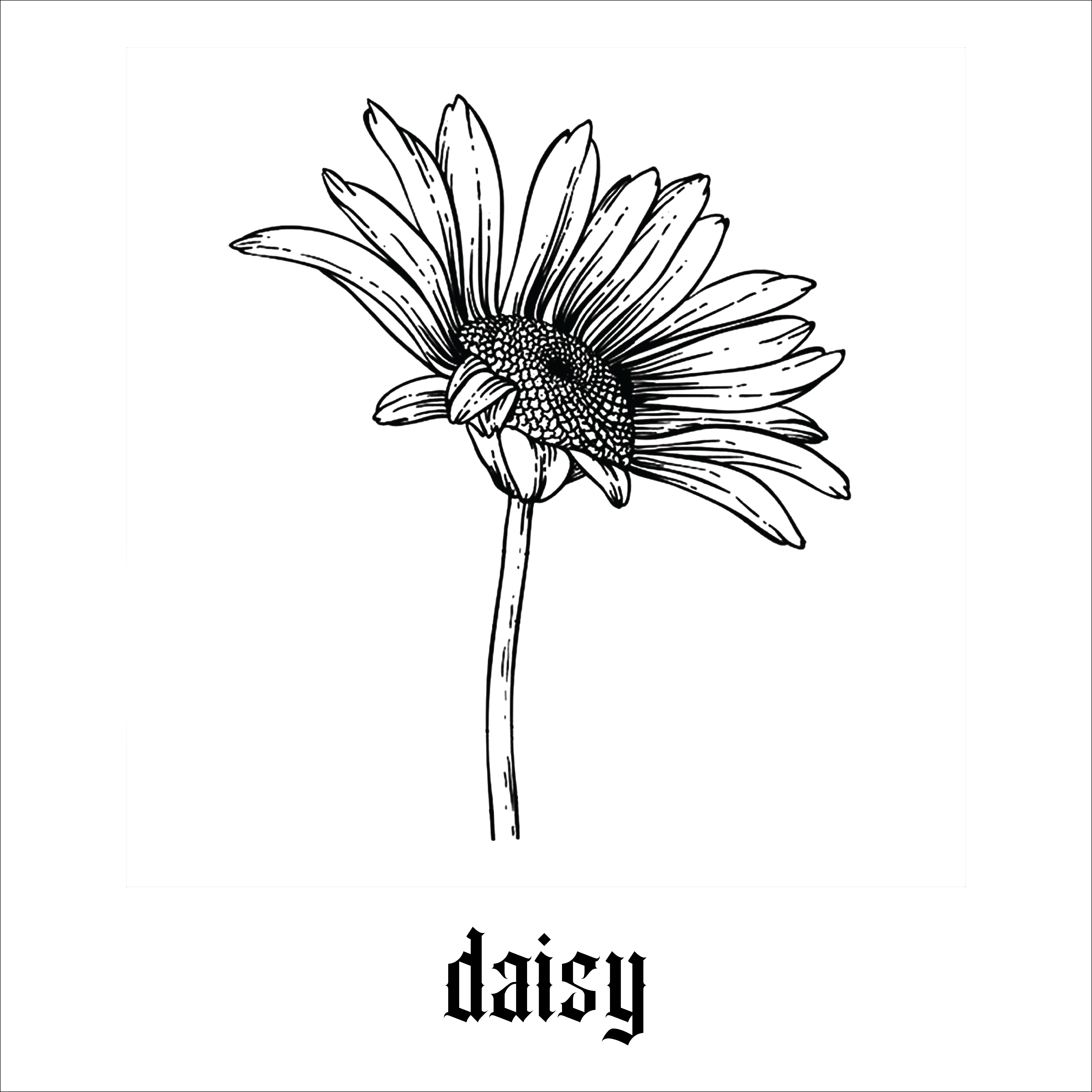 02 Daisy