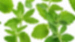 stevia plant aesthetically on a white background .jpg
