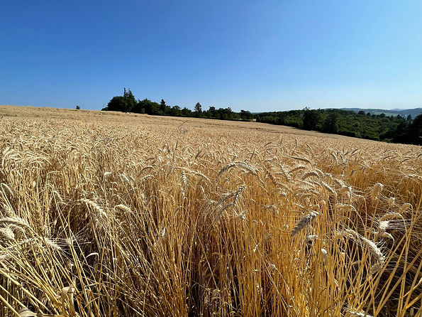 WhatsApp Image 2024-11-17 at 10.40.54 (1).jpeg