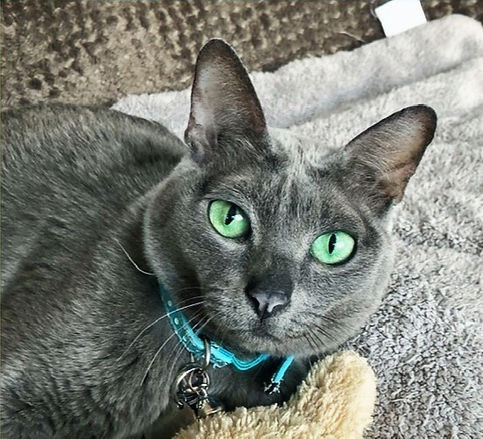 Image of Korat cat