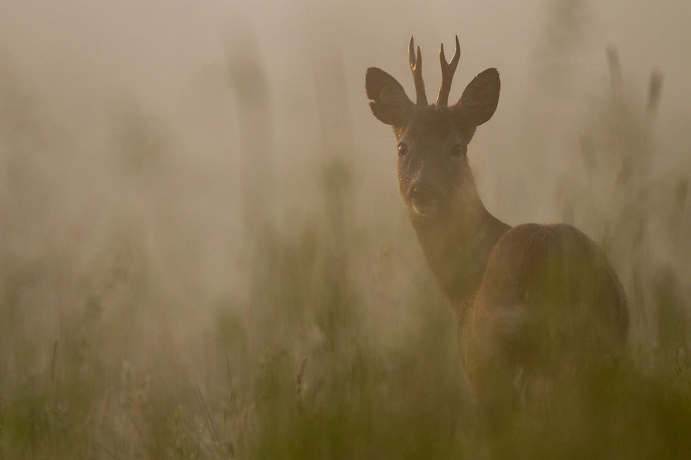 Trauma, Gedächtnis & Heilung: Wie Erinnerungen unser Erleben formen