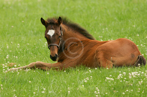 Peaceful Rest.jpg