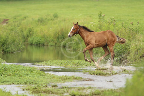 Frolicking Foal.jpg