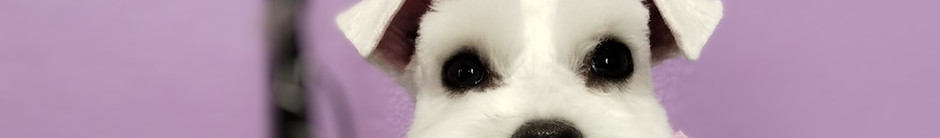 schnauzer.jpg