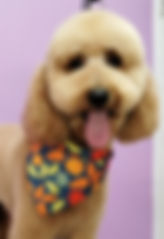 Fully groomed goldendoodle with very round head