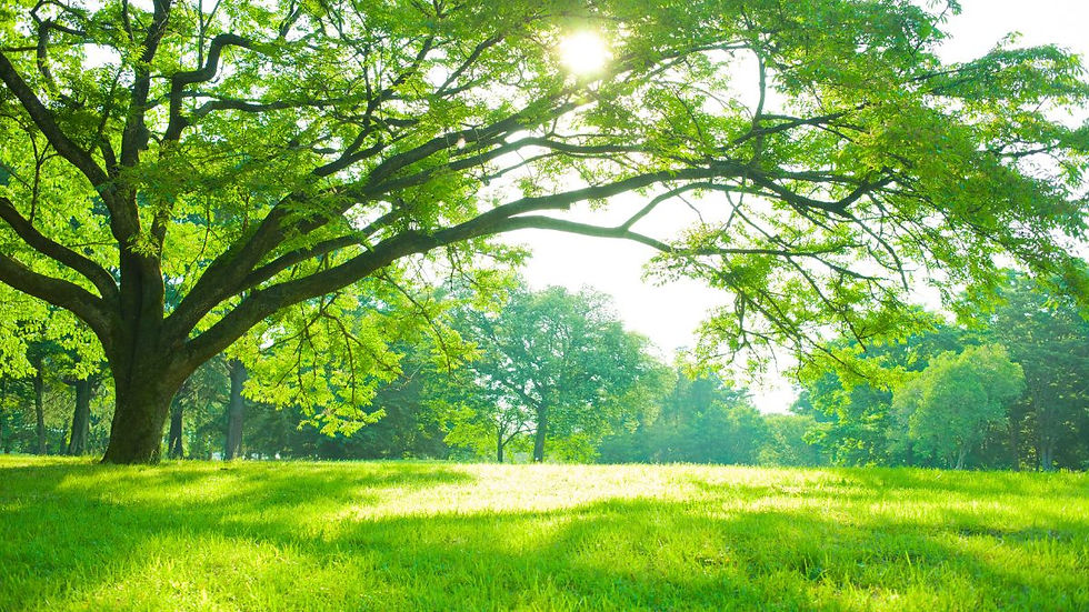 Trees.jpg
