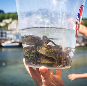 crabbing looe.jpg