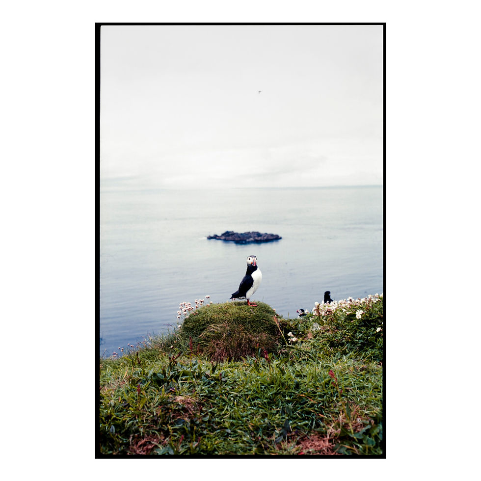Puffins 1 Colour Negative ( A3 Print )