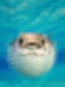 ree