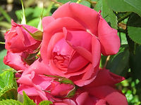 Our Garden Roses 2020