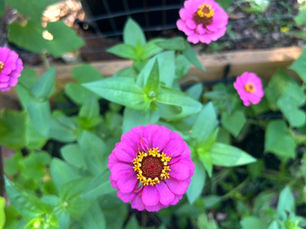 nature as a reset; homeschool