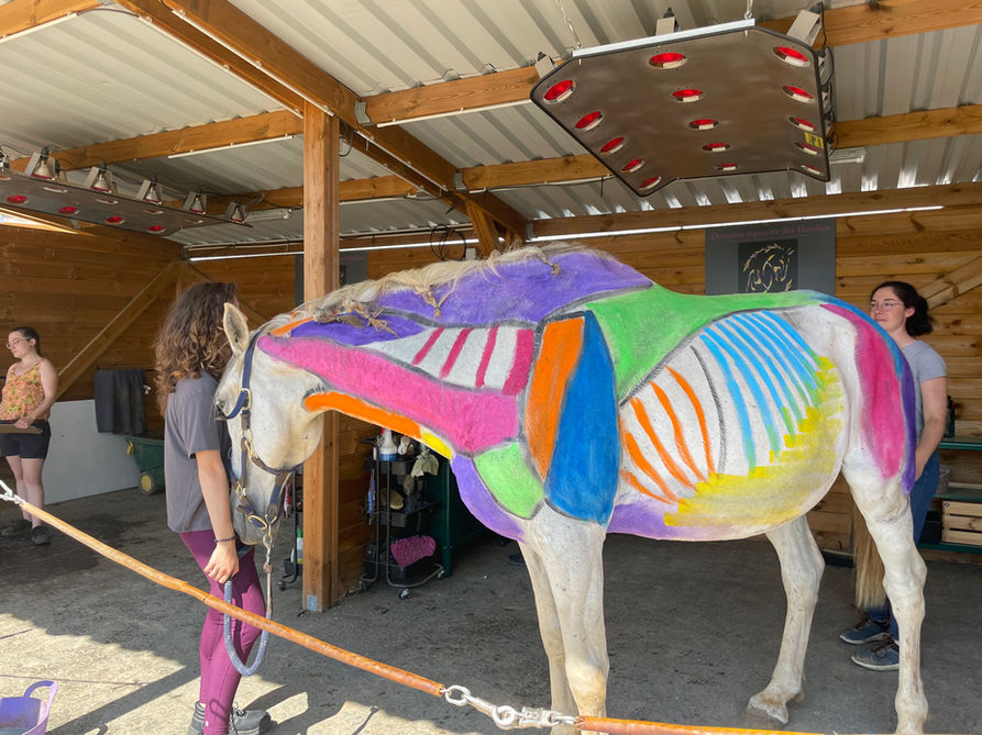 Formation Bien Être équin ostéo naturopathie Domaine des Hardies Emeline Millot Sougères-en-Puisaye Chevaux