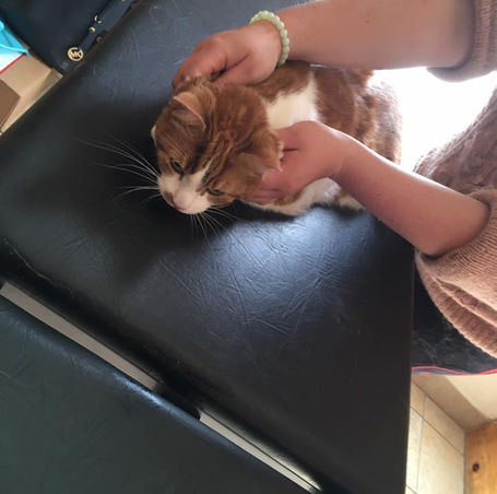 Massage chat, séance ostéopathie sur chat par Emeline Millot au Domaine des Hardies Sougères-en-Puisaye