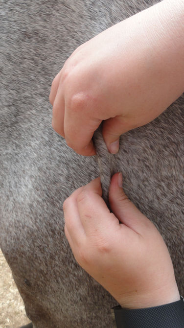 Techniques de Massage sur Cheval dans la Formation bien-être équin par Emeline Millot au Domaine des Hardies Sougères-en-Puisaye