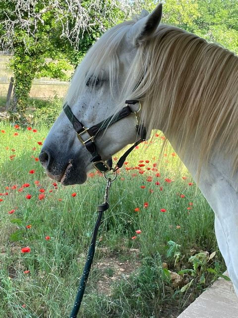 Pension PRE Domaine des Hardies Cours Formation Naturopathie Sougères-en-Puisaye Emeline Millot