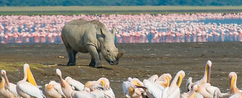Rhino - Lake Nakuru National park