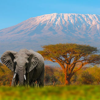Amboseli National Park Elephant