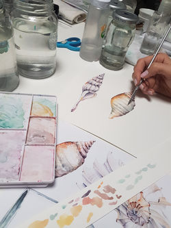 Conchinhas delicadas