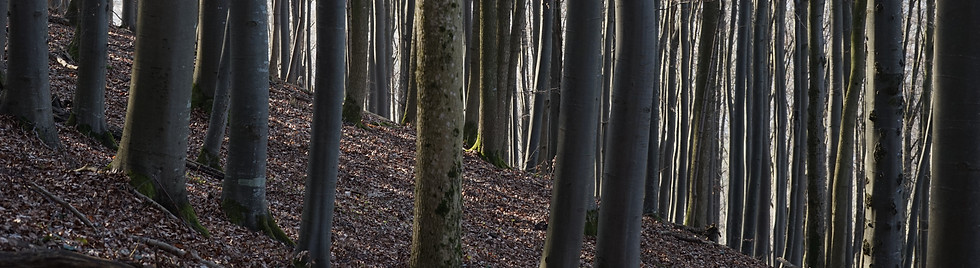 tree-nature-forest-branch-book-winter-11
