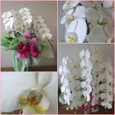 胡蝶蘭　３本立ち