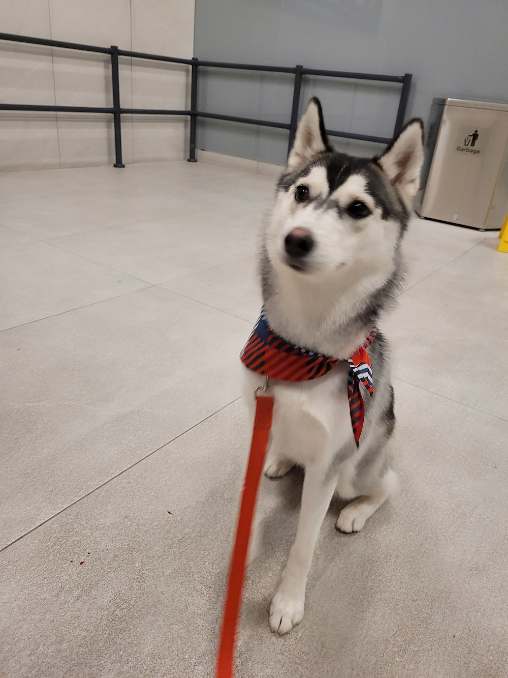 Seberian Husky