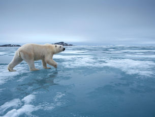The Silent Struggles of Winter Wildlife