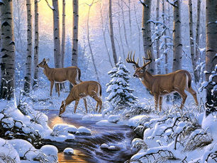 A Magical Night Under the Snow