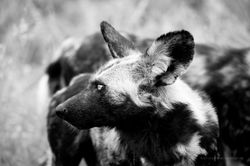 WILDLIFE12