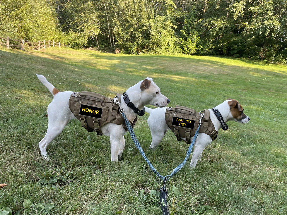 Dogs with bugout bag