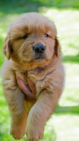 cuccioli-golden-retriever-6-americani.jpeg