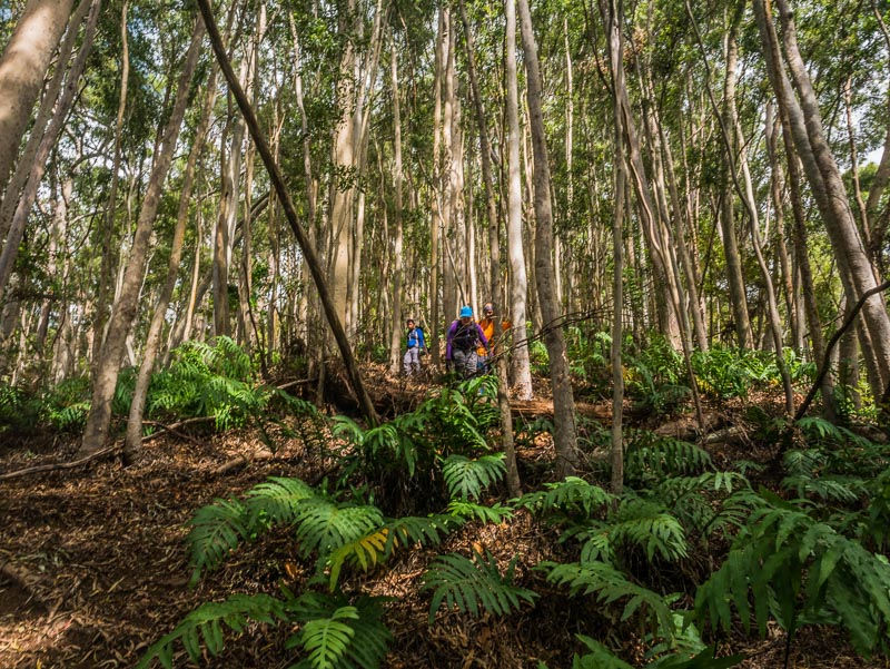 Eucalyptus forest in the Waianae mountains