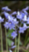 Bluebells