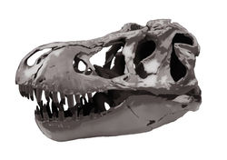 Tyrannosaurus