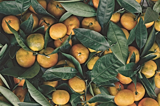 Clementine