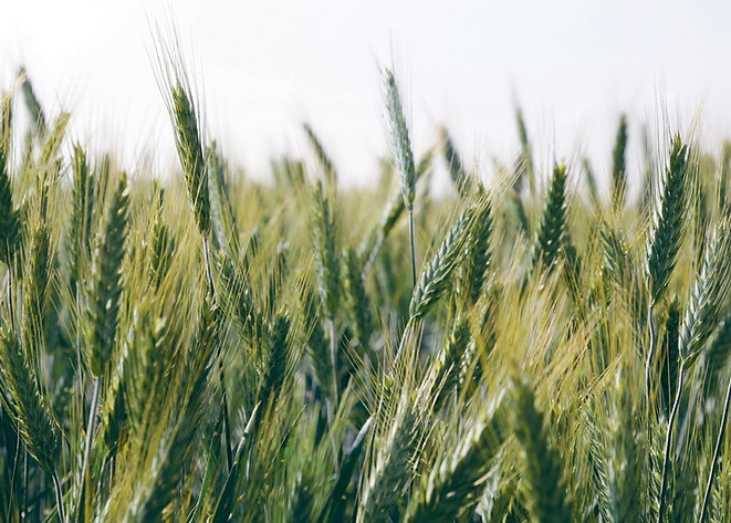 Triticale Image.jpg