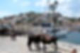 Hydra_(4694775050)_edited.jpg