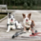 goosedogs!