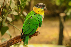 BLACK HEADED PARROT