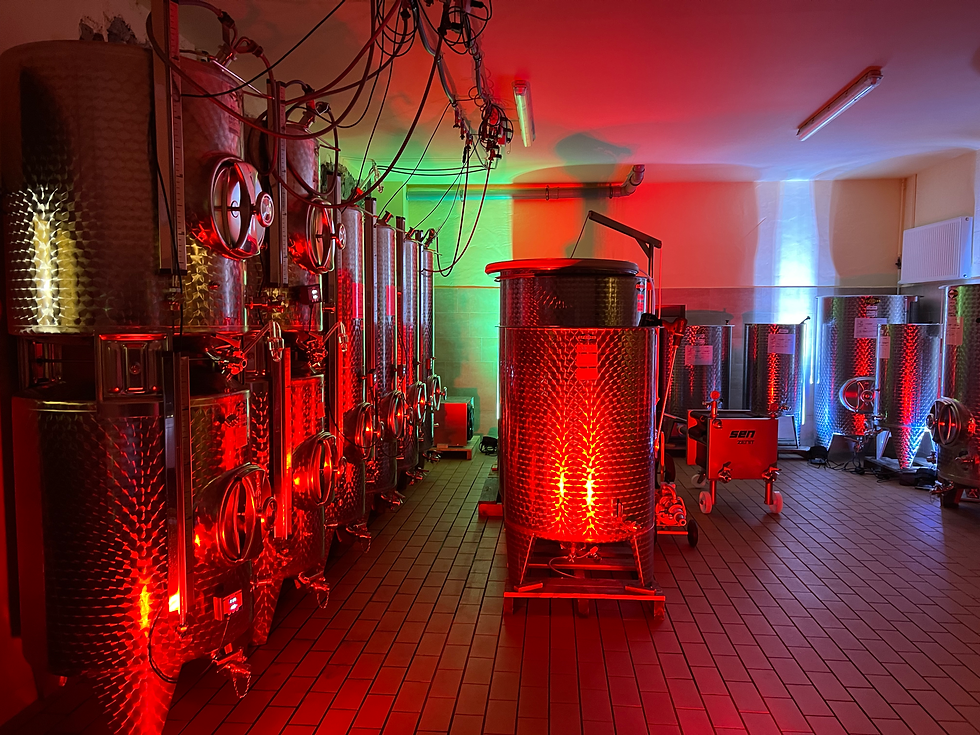 Kellerführung mit Frischwein 