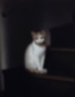 井原信次 F6 「Cat of NOVANTIQUA」
