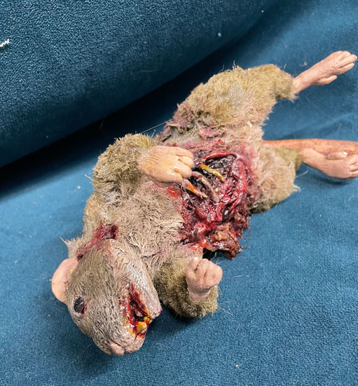 Dead Rat 2024