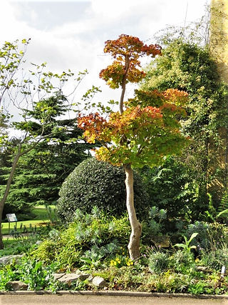 24. Acer shirasawanum