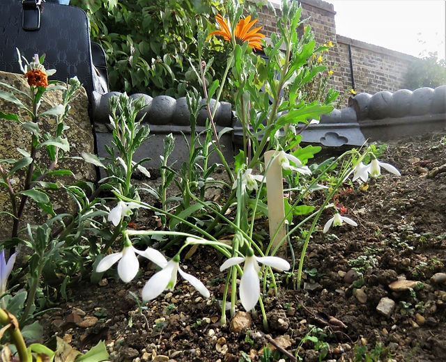 16. First Snowdrops