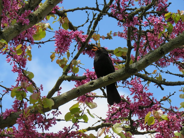 20. Blackbird in Judas Tree