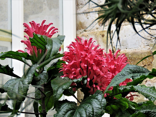 16. Justicia carnea