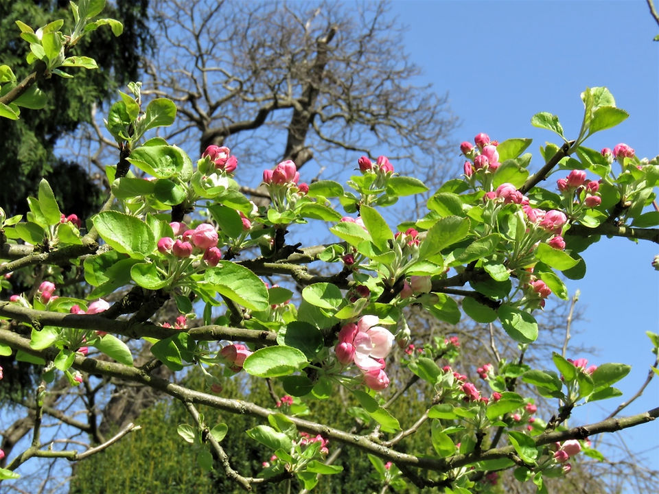 12. Apple Blossom
