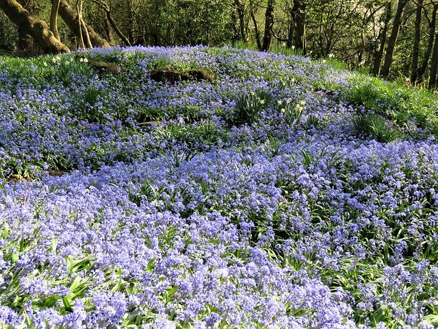 9. Scilla