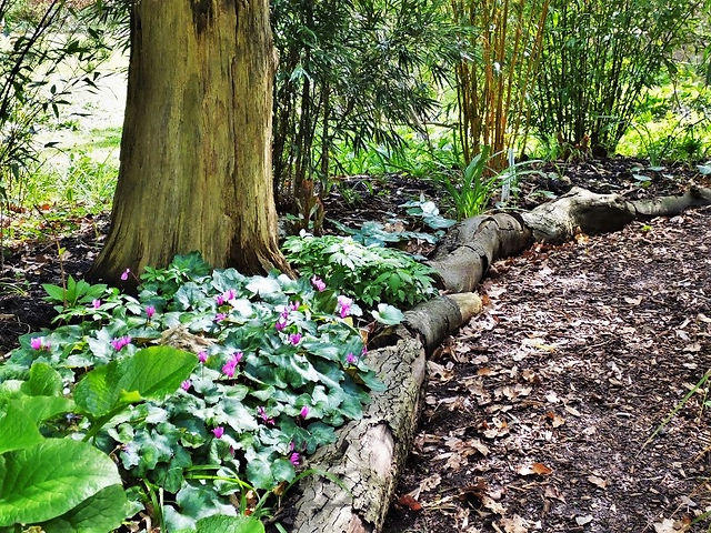 10. Cyclamen repandum
