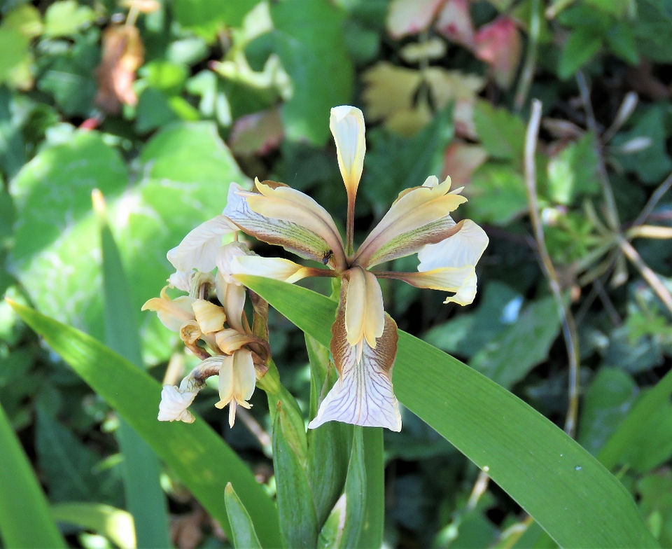 23. Fetid Iris (1024x836)
